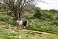 Wild British Primitive Feral Goat