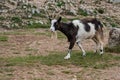 Wild British Primitive Feral Goat