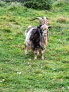 Wild British Primitive Feral Goat