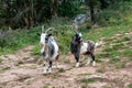 Wild British Primitive Feral Goat