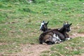 Wild British Primitive kid goats