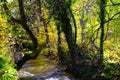 Idyllic mountain stream with trees  in autumn colors  in beautiful sunlight on the bank 5 Royalty Free Stock Photo