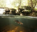 Wild Brook Trout Underwater