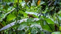 Wild brown asian squirrel