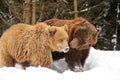 Wild brown bear Royalty Free Stock Photo