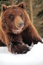 Wild brown bear Royalty Free Stock Photo