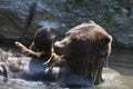 Wet brown bear bathing in the wild Royalty Free Stock Photo