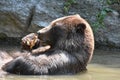 Brown bear bathing in the wild playing with a branch Royalty Free Stock Photo