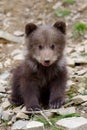Brown bear cub Royalty Free Stock Photo