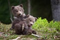 Wild Brown Bear Cub Closeup