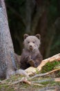 Wild brown bear cub closeup Royalty Free Stock Photo