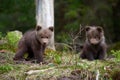 Wild brown bear cub closeup Royalty Free Stock Photo