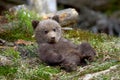 Wild brown bear cub closeup Royalty Free Stock Photo