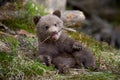 Wild brown bear cub closeup Royalty Free Stock Photo