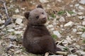 Wild brown bear cub closeup Royalty Free Stock Photo