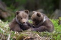 Wild brown bear cub closeup Royalty Free Stock Photo