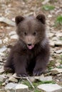 Wild brown bear cub closeup Royalty Free Stock Photo