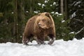 Wild brown bear cub closeup Royalty Free Stock Photo