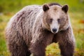 Wild brown bear Royalty Free Stock Photo