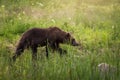 Wild brown bear in the forest