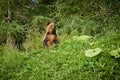 Wild Brown Bear in Hokkaido, Ussuri Grizzly Royalty Free Stock Photo