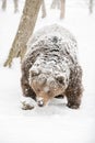 Wild brown bear looking in snow Royalty Free Stock Photo