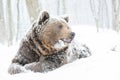 Wild brown bear looking in snow Royalty Free Stock Photo