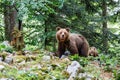 Wild brown bear mother with her cubs Royalty Free Stock Photo