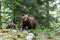 Wild brown bear mother with her cubs Royalty Free Stock Photo