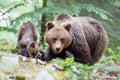 Wild brown bear mother with her cubs Royalty Free Stock Photo