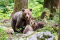 Wild brown bear mother with her cubs Royalty Free Stock Photo