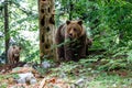 Wild brown bear mother with her cubs Royalty Free Stock Photo