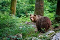 Wild brown bear mother with her cubs Royalty Free Stock Photo