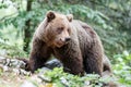 Wild brown bear mother with her cubs Royalty Free Stock Photo