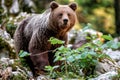 Wild brown bear mother with her cubs Royalty Free Stock Photo