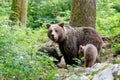 Wild brown bear mother with her cubs Royalty Free Stock Photo