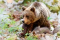 Wild brown bear mother with her cubs Royalty Free Stock Photo