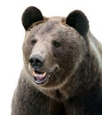 Wild Brown bear portrait.