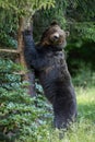 Wild brown bear scratching off tree bark in summer nature.