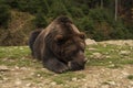 Wild Brown Bear Sleeps In A Forest Royalty Free Stock Photo