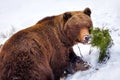 Wild brown bear on the snow Royalty Free Stock Photo