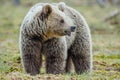 Wild Brown Bear. Ursus Arctos Royalty Free Stock Photo