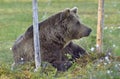 Wild brown bear (Ursus arctos) on the meadow Royalty Free Stock Photo