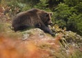 Wild Brown Bear, Ursus arctos, sitting on rock in colorful autumn forest Royalty Free Stock Photo