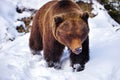 Wild brown bear Ursus arctos on the snow Royalty Free Stock Photo