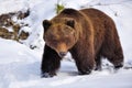 Wild brown bear Ursus arctos on the snow Royalty Free Stock Photo