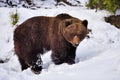 Wild brown bear Ursus arctos on the snow Royalty Free Stock Photo