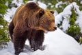 Wild brown bear Ursus arctos on the snow Royalty Free Stock Photo