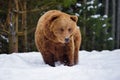 Wild brown bear Ursus arctos on the snow Royalty Free Stock Photo