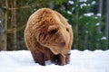 Wild brown bear Ursus arctos on the snow Royalty Free Stock Photo